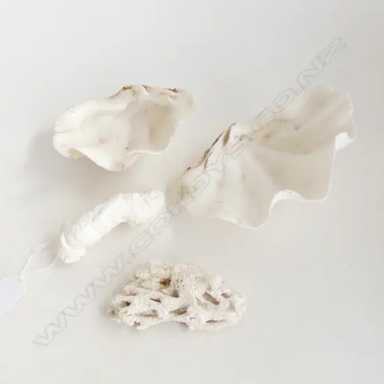 2 SML CLAM SHELLS & 2 PCS CORAL