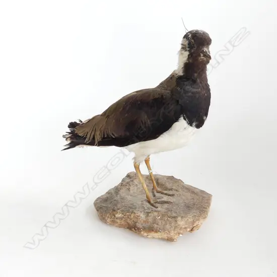TAXIDERMY NORTHERN LAPWING ON ROCK BASE, H.260mm total height