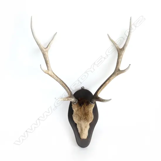 TAXIDERMY ANTLERS ON WOODEN HANGING BASE