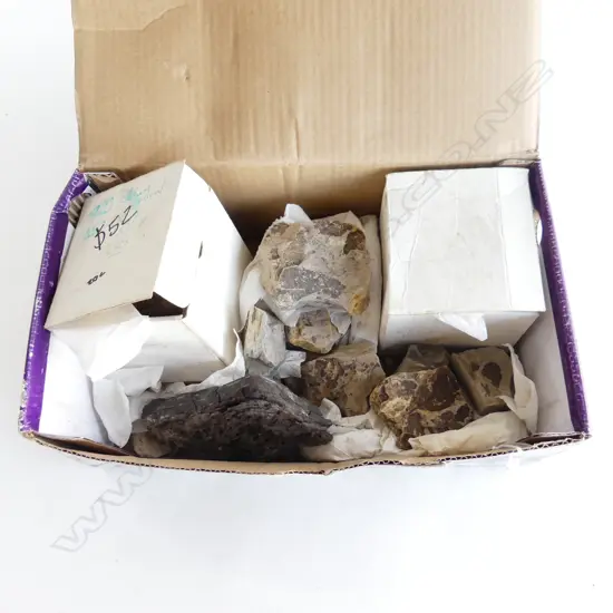 BOX OF PLANT FOSSILS in volcanic ash found Raglan - Lorensin Bay