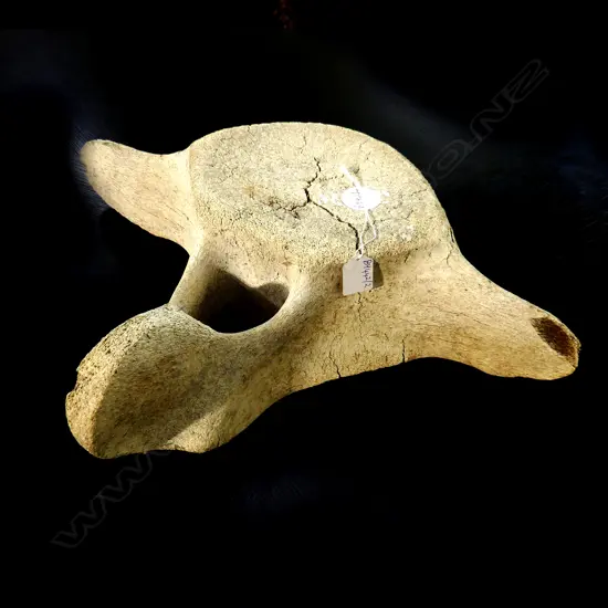 WHALE VERTEBRAE - 1930s NORTHLAND W.540mm