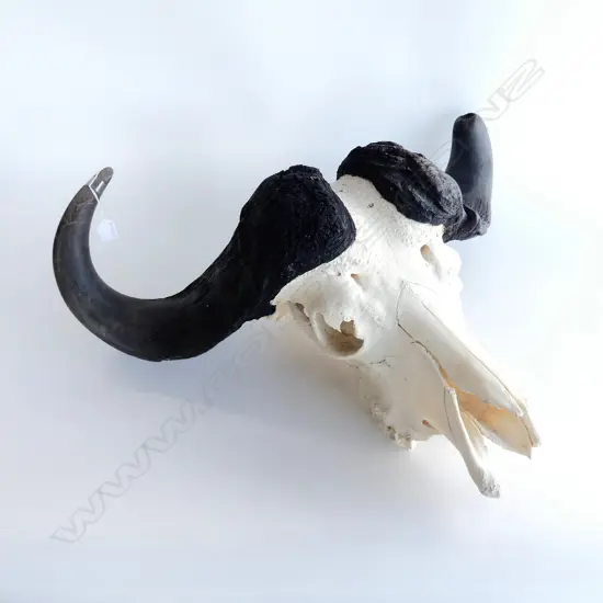 LG AFRICAN CAPE BUFFALO SKULL 730x250x600mm