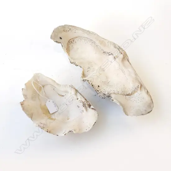 2 SEA SHELLS LARGEST 34CM
