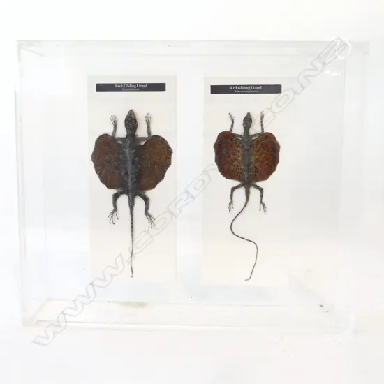 TAXIDERMY RED & BLACK GLIDING LIZARDS, PERSPEX CASE H.280mm