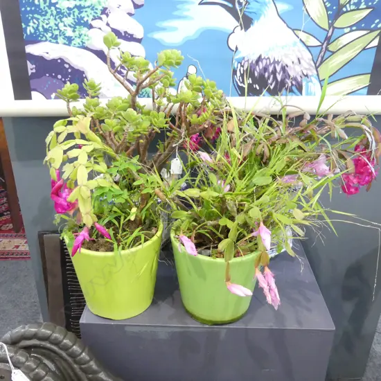 4 POTTED PLANTS; 3 FLOWERING CACTUS, JADE TREE