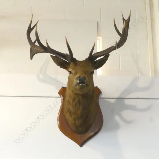 13 POINTER MOUNTED STAGS HEAD ON WOOD SHEILD