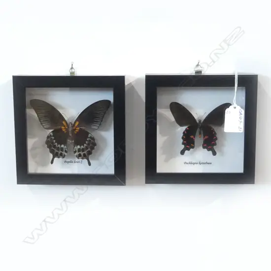 PR FRAMED BUTTERFLYS, 145 x 145 x 30mm