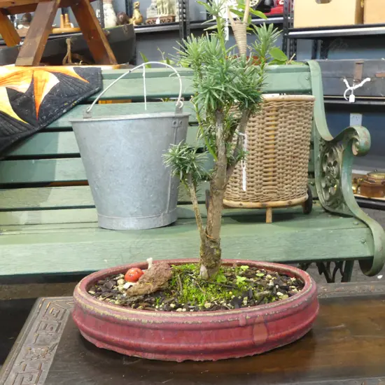 BONSAI IN RED GLAZED POT H.460mm