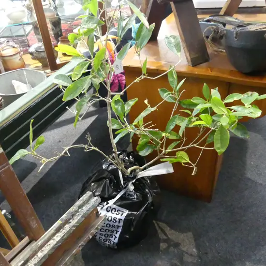 SWEET OSMANTHUS FLOWERING PLANT H.1200mm