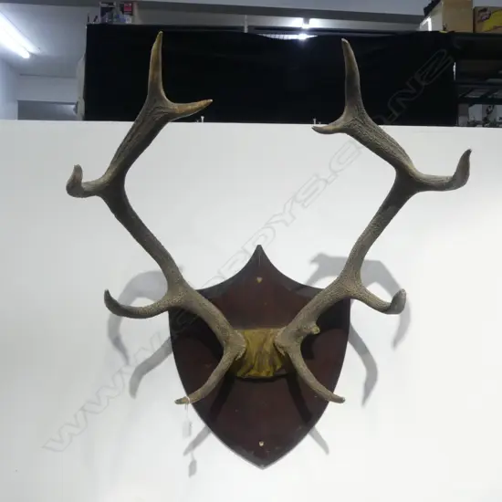10 POINTER STAG DEER ANTLERS MOUNTED ON WOODEN SHIELD