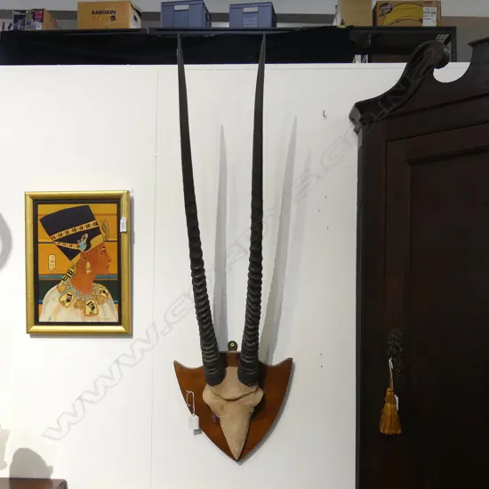 PR STH AFRICAN GEMSBOK HORNS MOUNTED ON WOODEN SHIELD, L.780mm (horns)