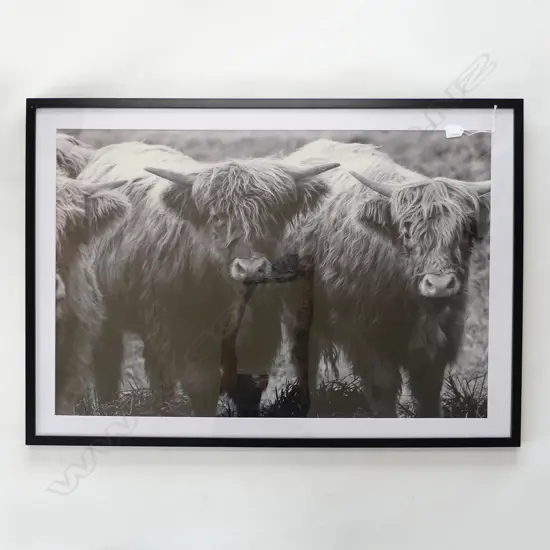 LG BLACK & WHITE HIGHLAND CATTLE PRINT 700x1000mm overall size
