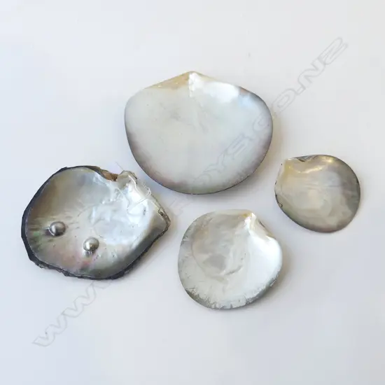 4 BLACK PEARL OYSTER SHELLS 1 WITH 2 MABE PEARLS 