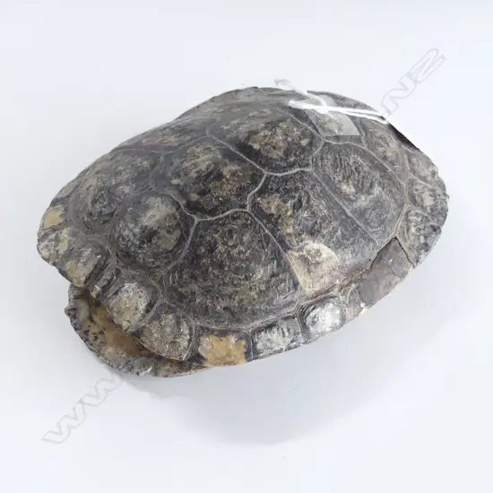 RED EARED TURTLE SHELL L.180mm