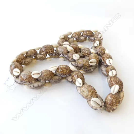 LARGE KAURI SHELL  PACIFIC ISLAND LAI L560MM