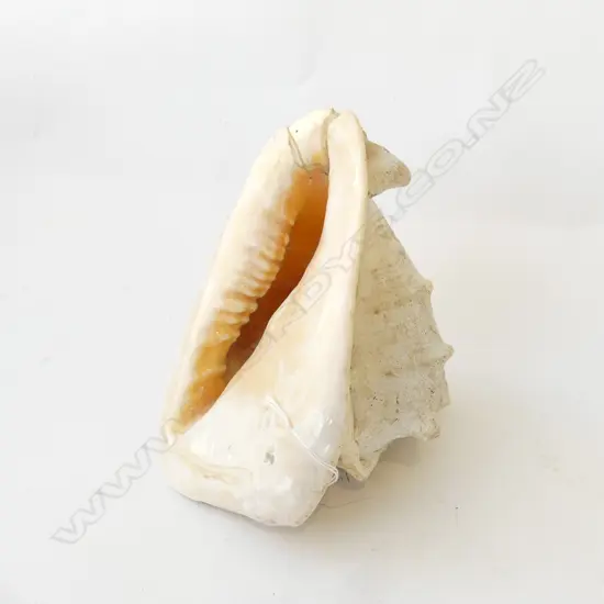 CONCH SHELL L.230mm