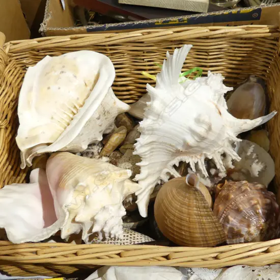 CANE BASKET WITH LARGE COLLECTION OF TROPICAL BEACH SHELLS & CORAL