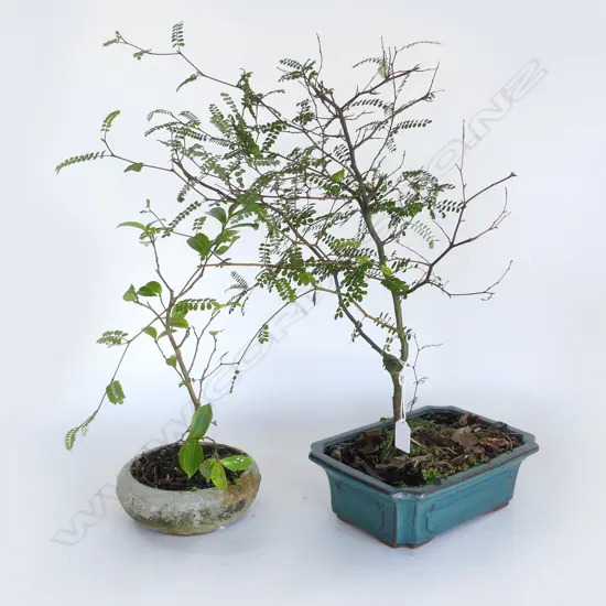 2 BONSAI H.550, 380mm
