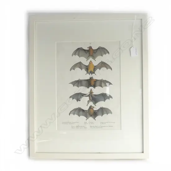 BAT PRINT light foxing 325x235mm