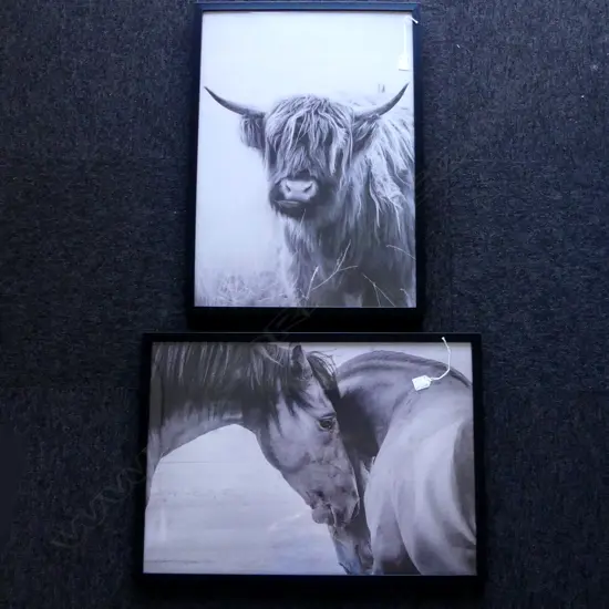PR B/W PICS HORSE & COW H.670 x 370mm