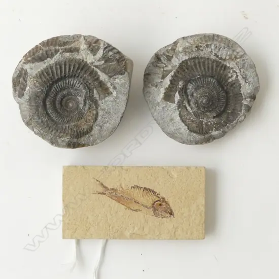 FISH FOSSIL 40x75mm + AMMONITE