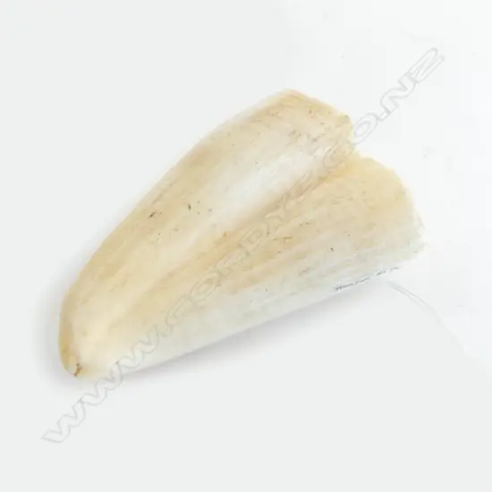 SPERMWHALE TOOTH L100MM