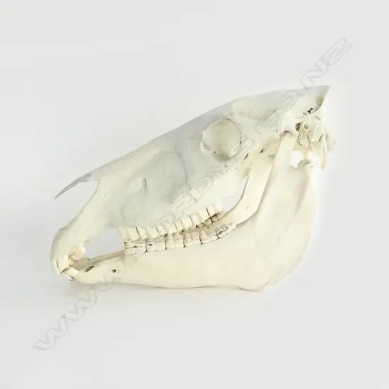 AMERICAN MUSTANG HORSE SKULL L.450mm
