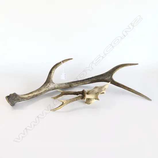 SINGLE ANTLER L.620mm + ROE DEER ANTLERS