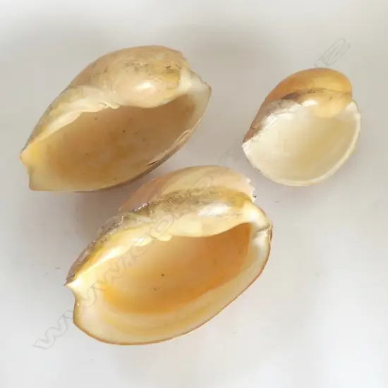 3 BAILER SHELLS W.280mm