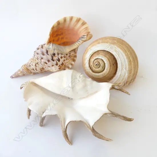 3 LG SHELLS, SPIDER, CONCH, BAILER L.335mm