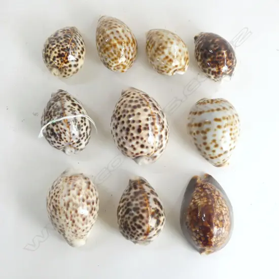 10 TIGER COWRIE SHELLS L.85mm