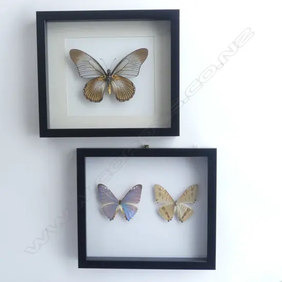 PR FRAMED BUTTERFLIES, 215 x 250 x 30mm