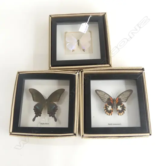 3 FRAMED BUTTERFLIES, 165 x 165 x 30mm