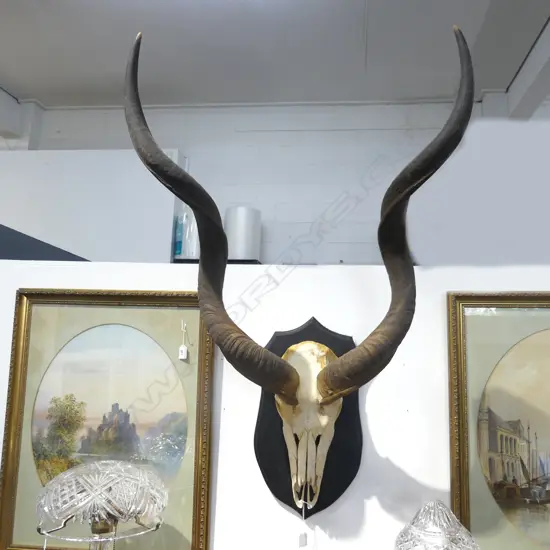 MOUNTED SKULL & HORNS H.1100mm