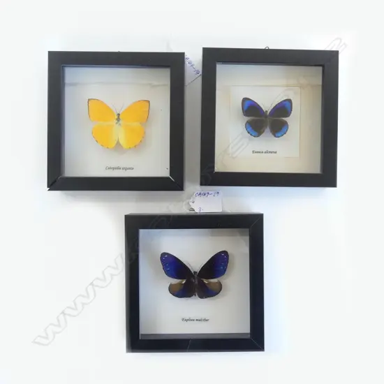 3 FRAMED BUTTERFLIES, 145 x 145 x 30mm