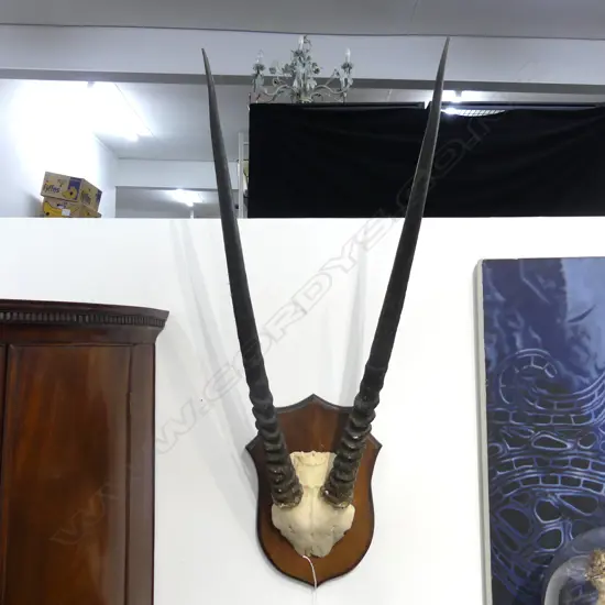 MOUNTED HORNS H.1000mm