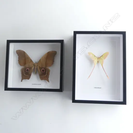 PR GIANT MOTHS, ACTIAS DUBERNADI 300 x 210 x 50mm, PSUDIMBRASIA DEYROLLEI 215 X 245 x 50mm