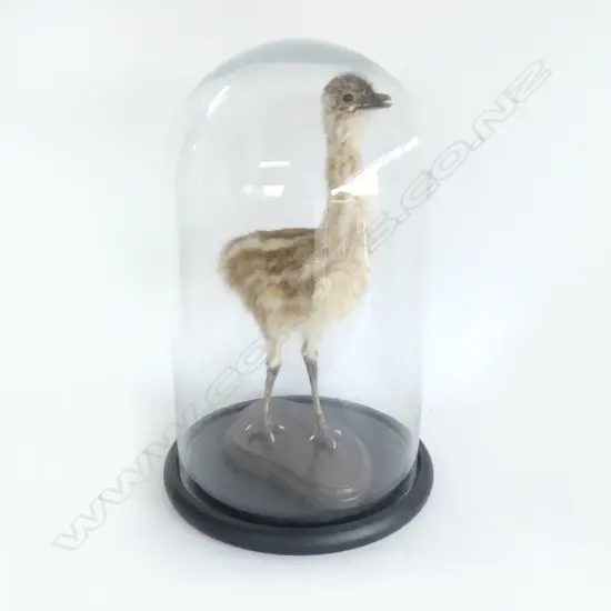 TAXIDERMY OSTRICH CHICK IN GLASS DOME H.480mm