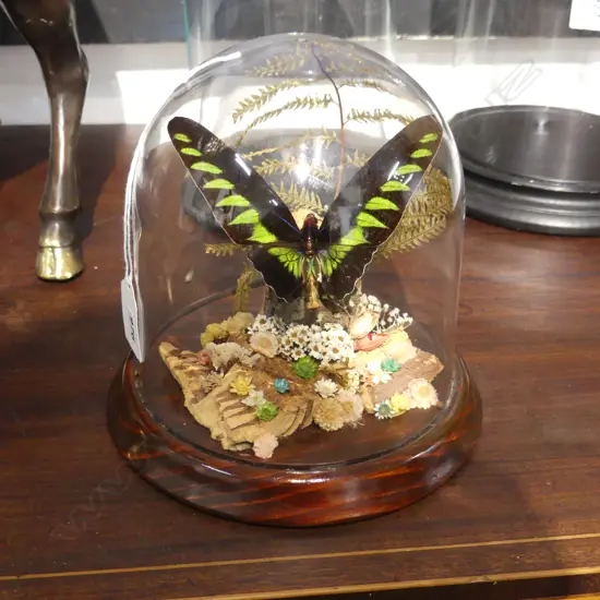 BUTTERFLY IN DOME H.170mm