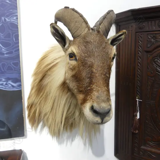 TAXIDERMY TAHR L.650mm