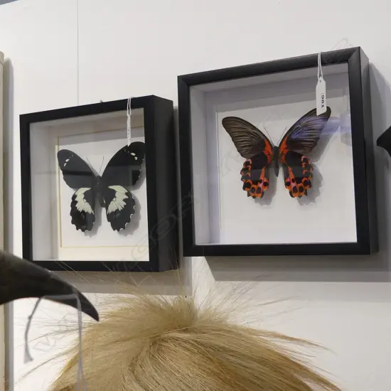 PR FRAMED BUTTERFLIES, 200 x 200 x 50mm