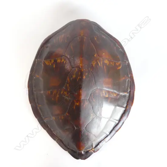 TURTLE SHELL 480x380mm