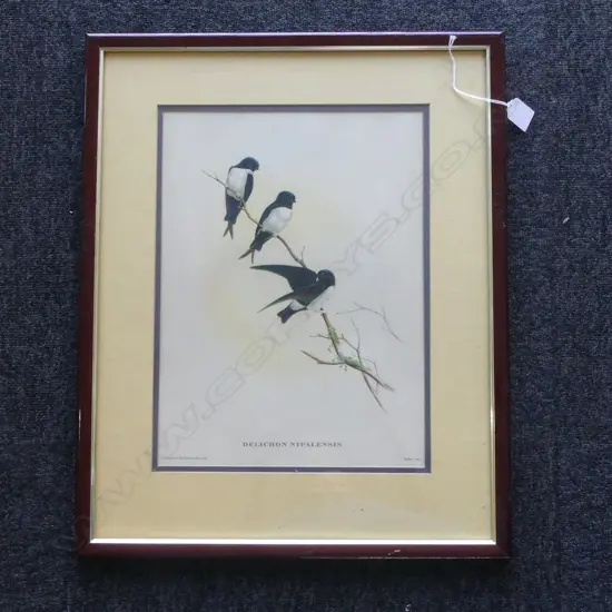 BIRD PRINT 'DELICHON NIPALENSIS' 365x270mm