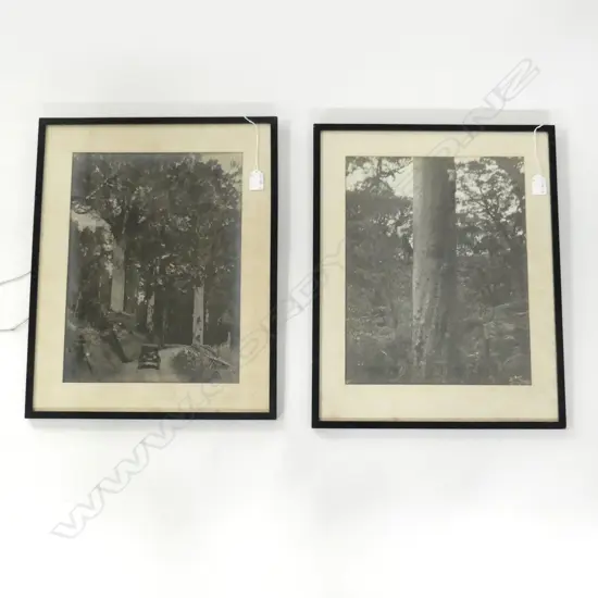 2 VINTAGE LGE FORMAT NZ KAURI PHOTOS: 1 signed W A  McLachlan '... Forest Northland'. 395 x 310mm