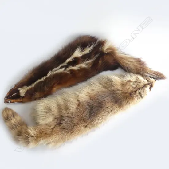 2 ANIMAL SKINS SKUNK AND RACCOON L 860 MM