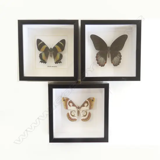 3 FRAMED BUTTERFLIES, 160 x 160 x 50mm