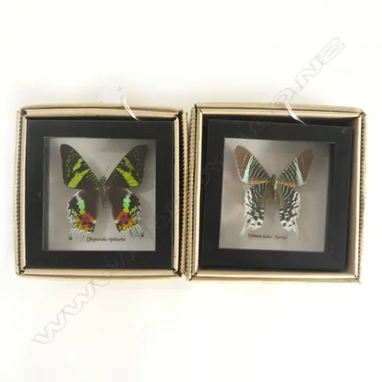 PR FRAMED BUTTERFLIES, 125 x 125 x 30mm