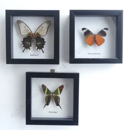 3 FRAMED BUTTERFLIES, 145 x 145 x 30mm