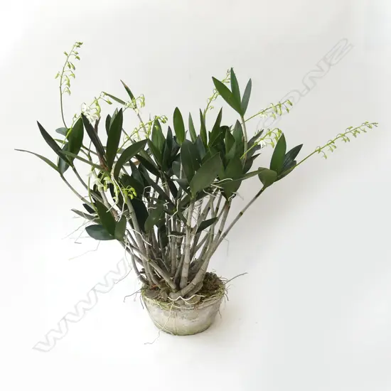 ORCHID PLANT H.600mm