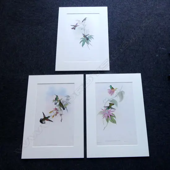 3 LG HANDCOLORED 19thC GOULD PRINTS OF HUMMINGBIRDS 480x295mm